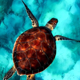 Marine Animal