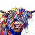 Highland Cow