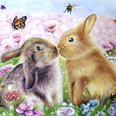 Rabbit