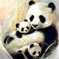 Pandas