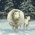 Sheep