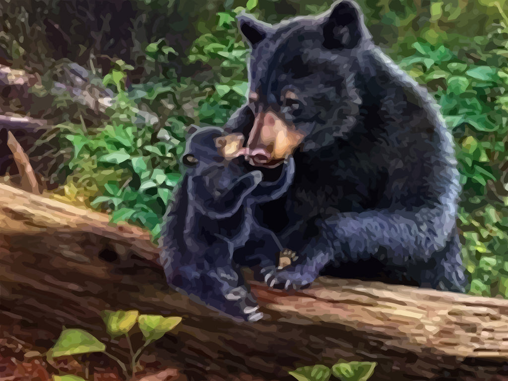 Bear and Baby Bear Paint by Numbers