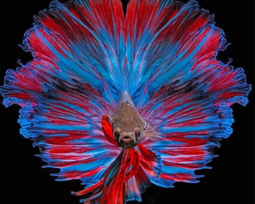 Beautiful Betta Fish Paint by Numbers