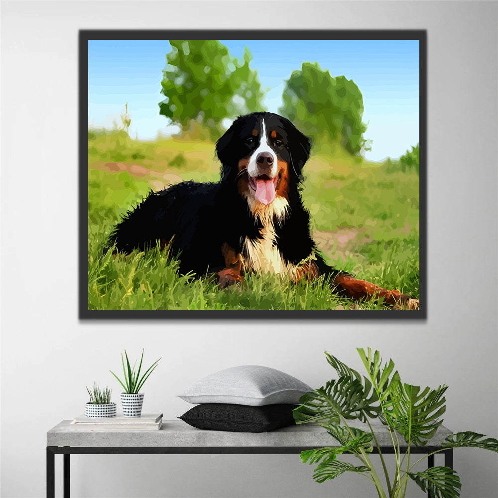 Bernese Mountain Dog on Grass Paint by Numbers