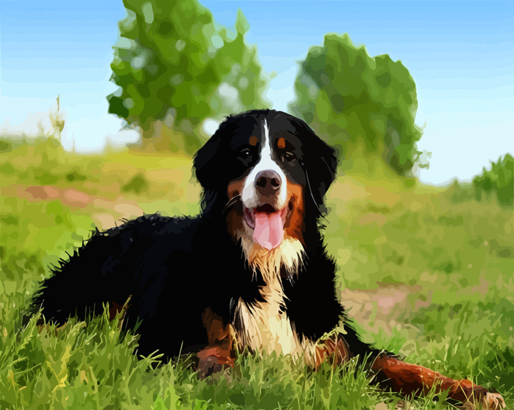 Bernese Mountain Dog on Grass Paint by Numbers