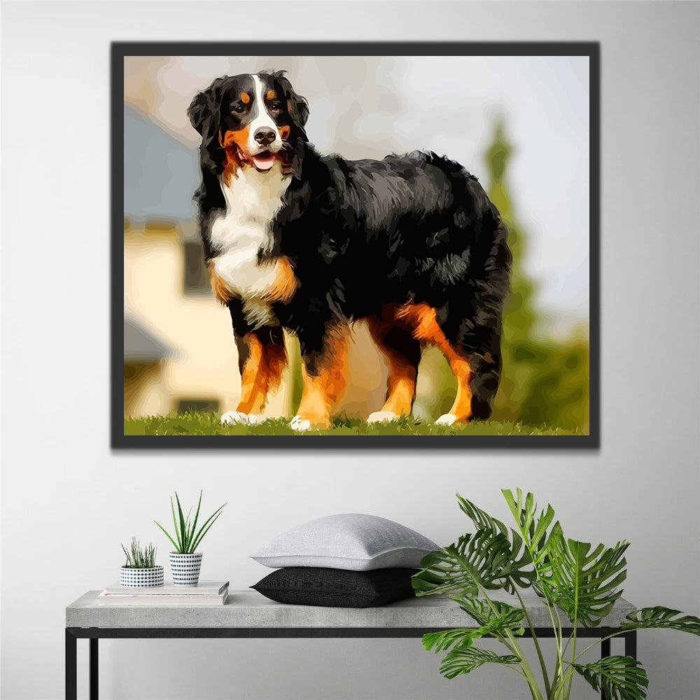 Bernese Mountain Dog Paint by Numbers