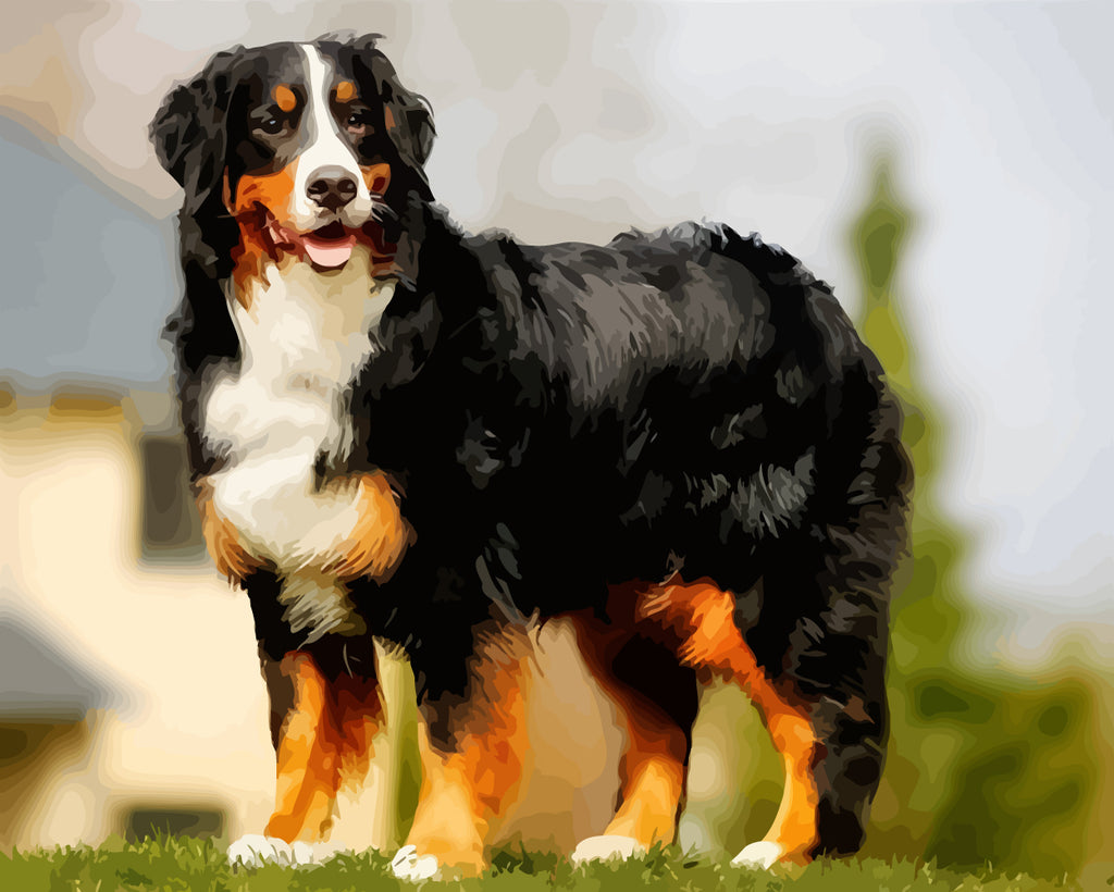 Bernese Mountain Dog Paint by Numbers