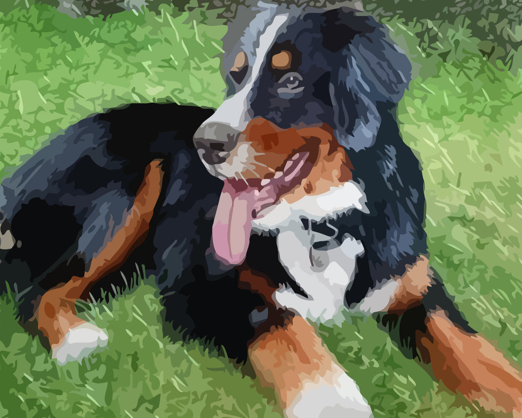 Bernese Mountain Dog Paint by Numbers