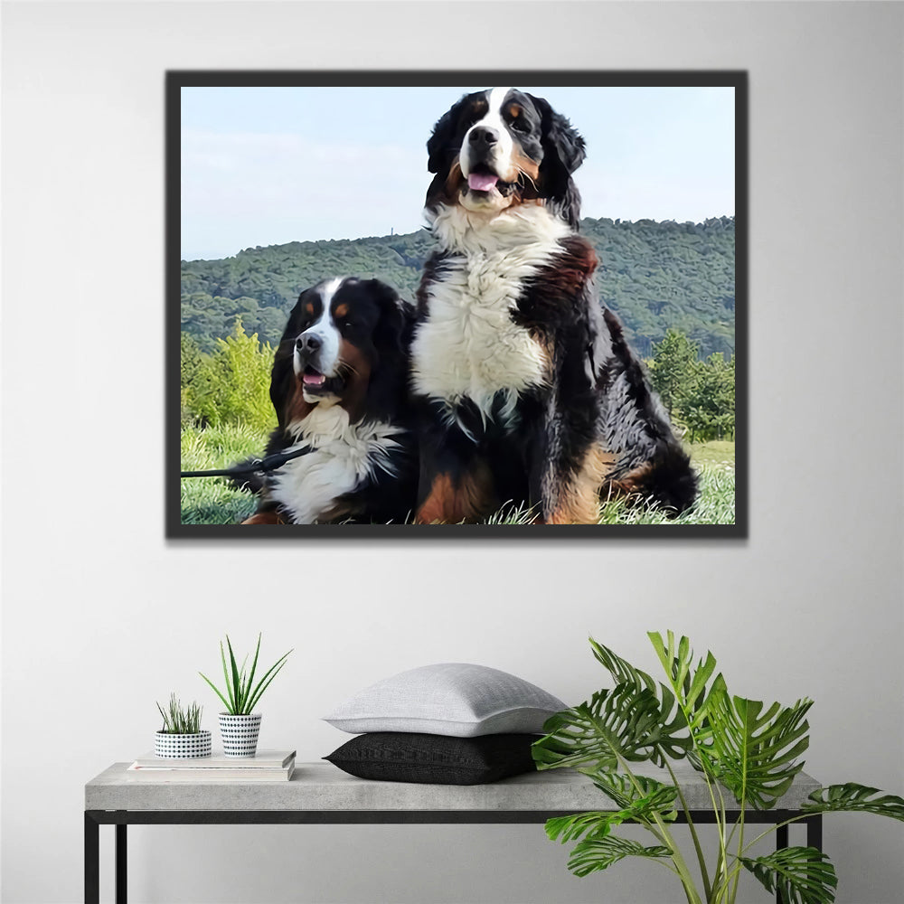 Bernese Mountain Dogs Paint by Numbers