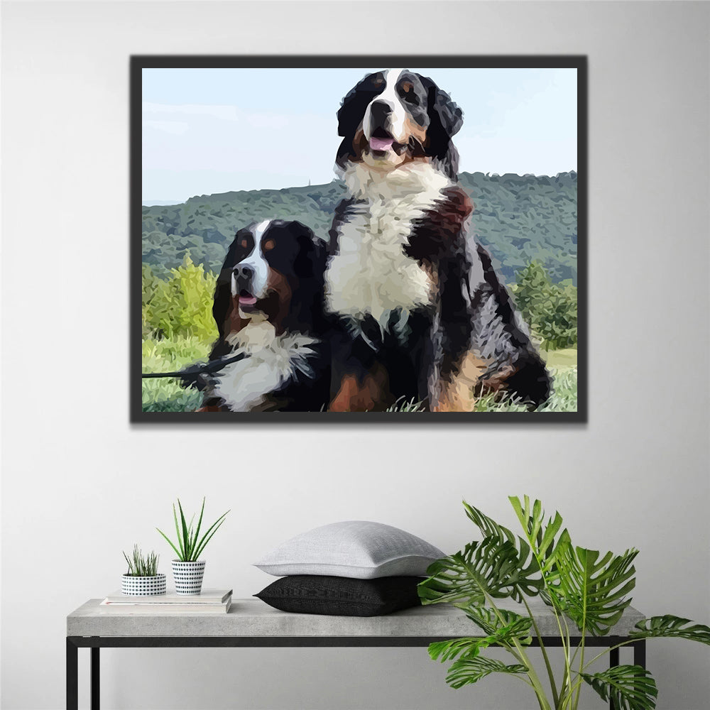 Bernese Mountain Dogs Paint by Numbers