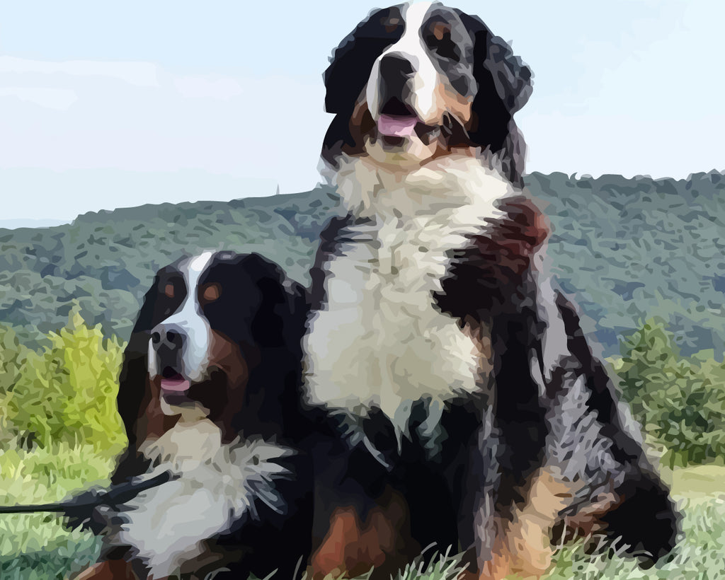 Bernese Mountain Dogs Paint by Numbers