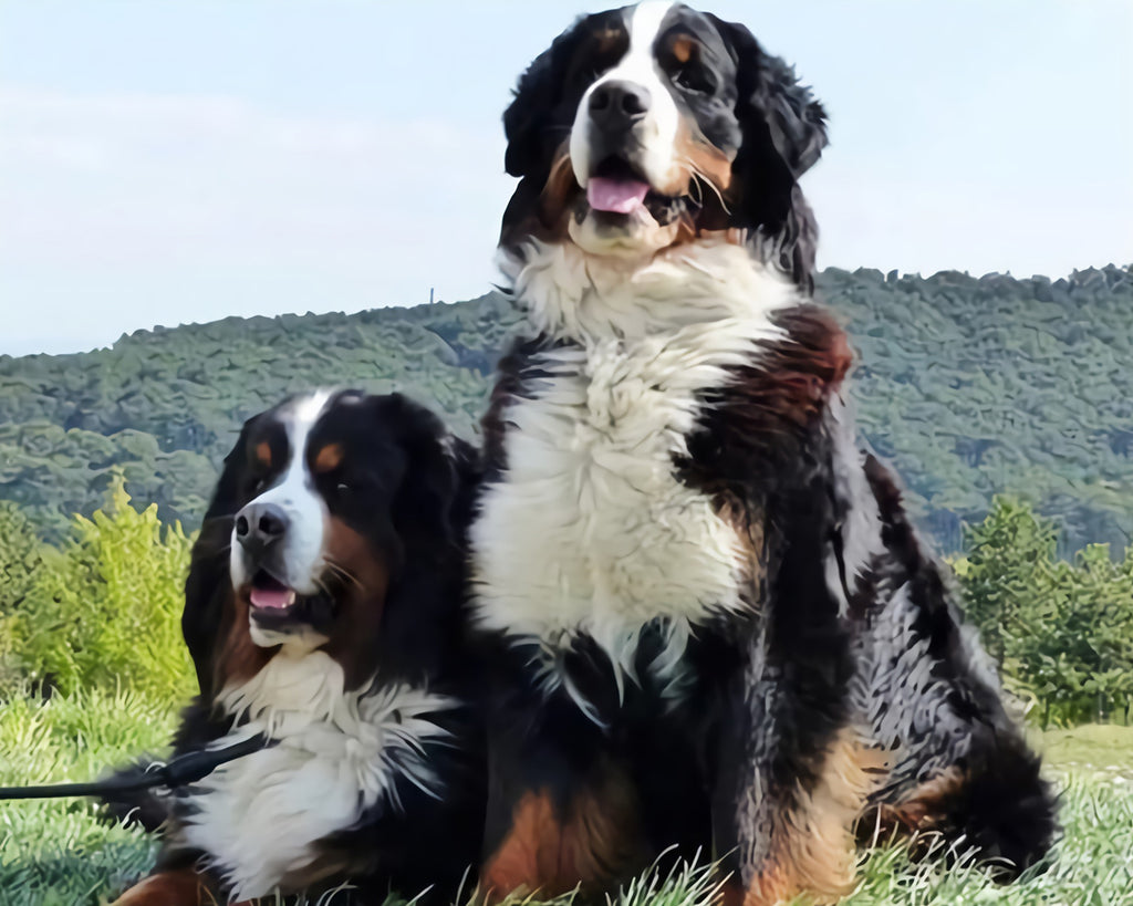 Bernese Mountain Dogs Paint by Numbers