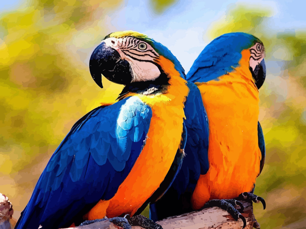 Blue and Yellow Parrots Paint by Numbers