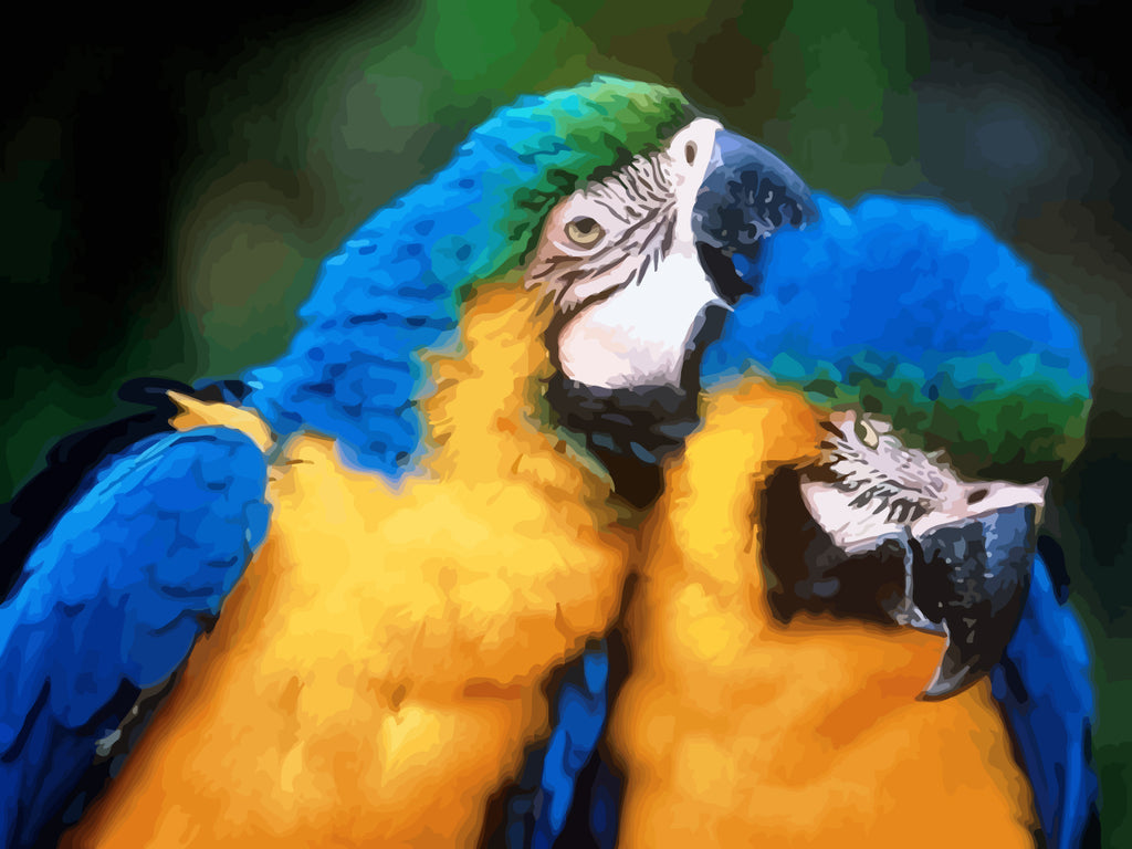 Blue Yellow Parrots Paint by Numbers