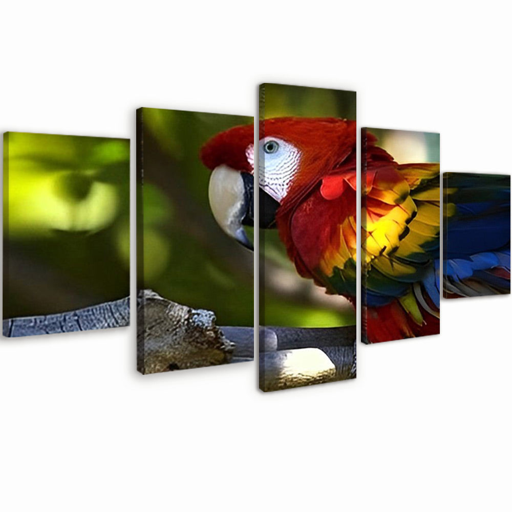 Colorful Parrot 5 Pack Paint By Numbers