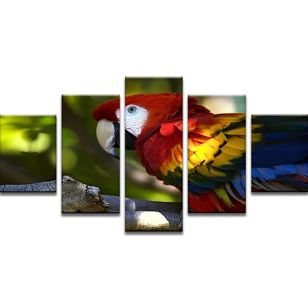Colorful Parrot 5 Pack Paint By Numbers