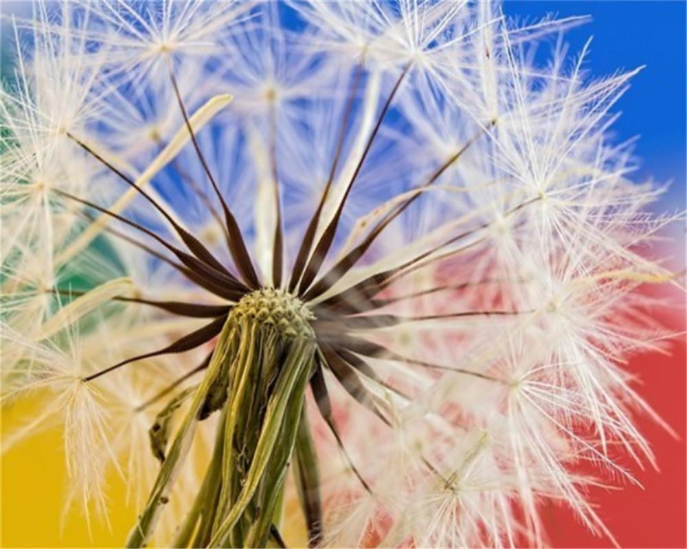 Dandelion on Colorful Background Paint by Numbers