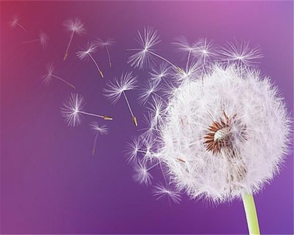 Dandelion on Purple Background Paint by Numbers