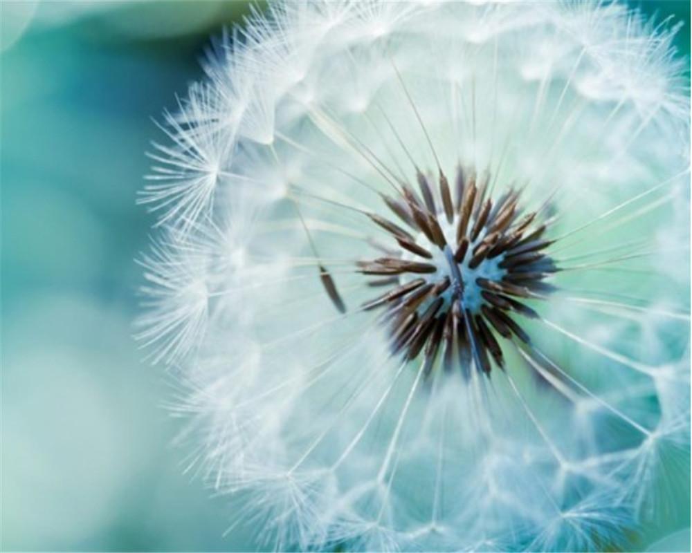 Dandelion Paint by Numbers