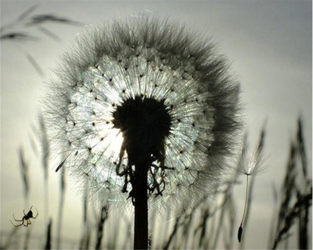 Dandelion Paint by Numbers