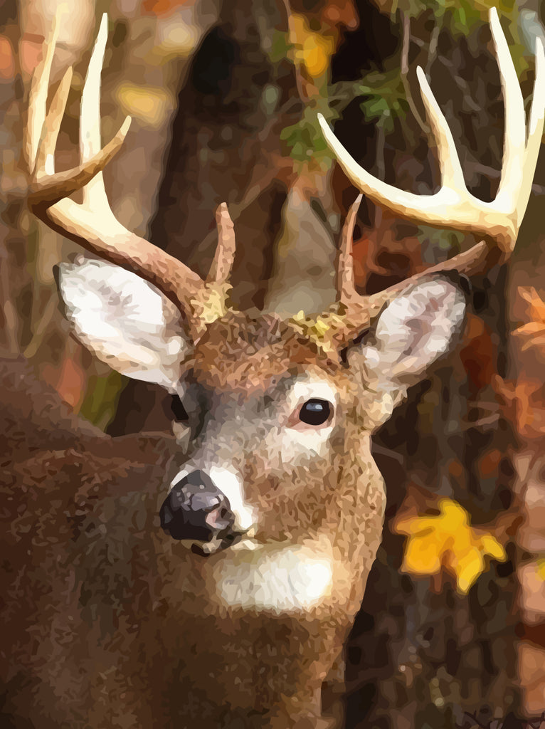 Deer Paint by Numbers