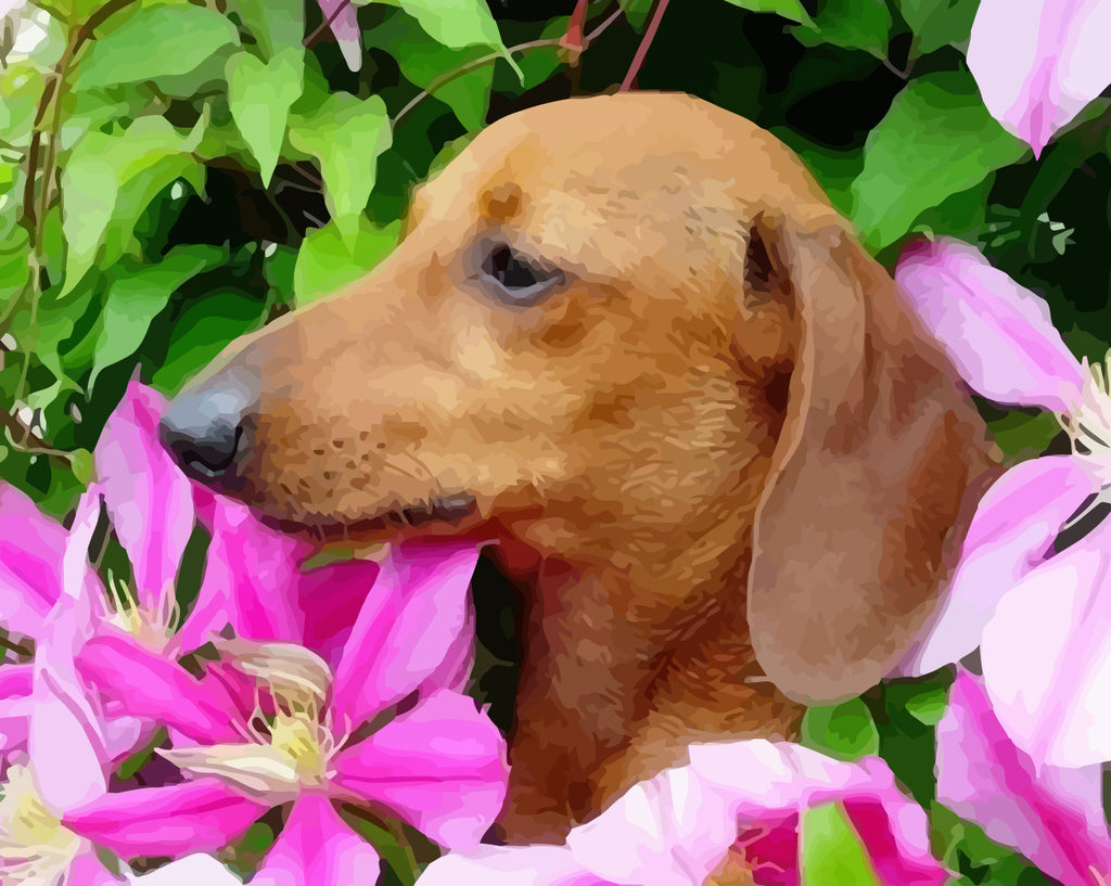 Dog among Flowers Paint by Numbers