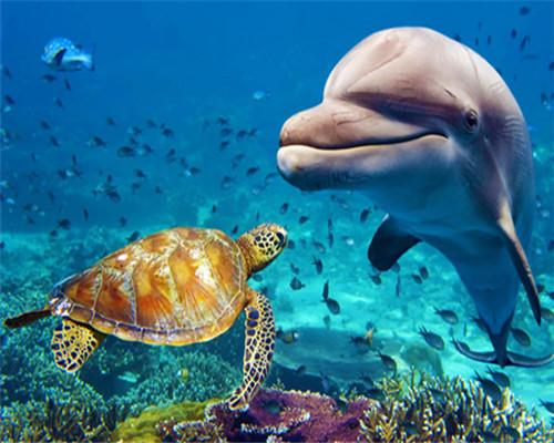 Dolphin and Turtle Paint by Numbers