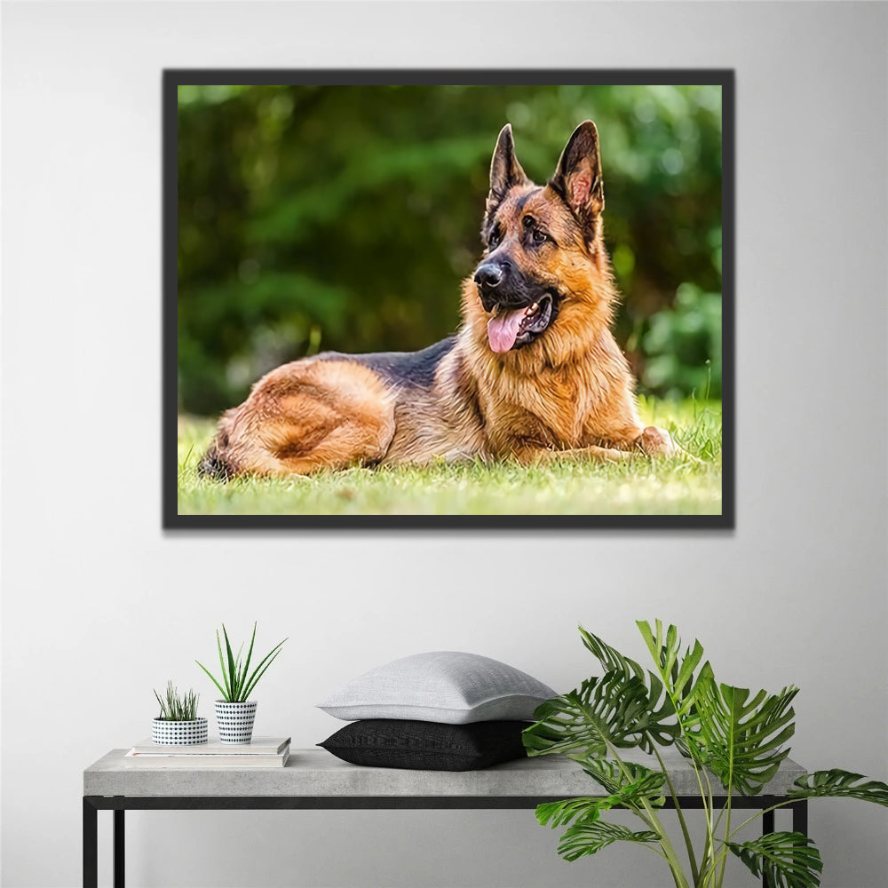 German Shepherd Dog Paint by Numbers