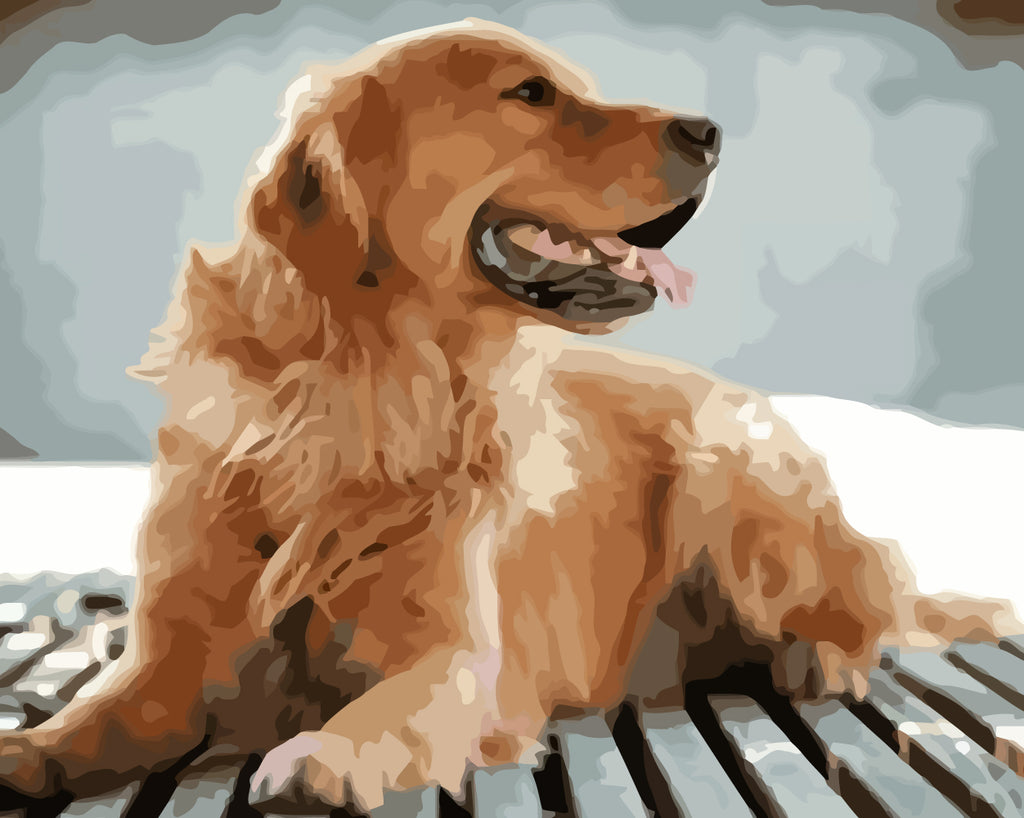 Golden Retriever Dog Paint by Numbers