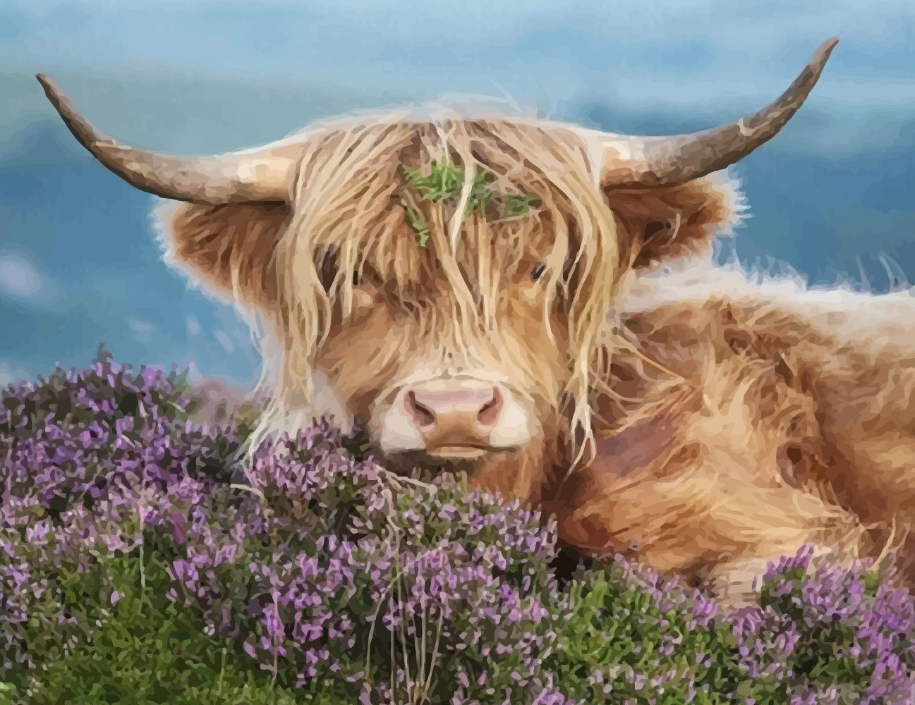Paint By Numbers For Adults - Highland Cow Canvas Art Kit, 12x16 Inch, Beginner Friendly DIY Oil Painting