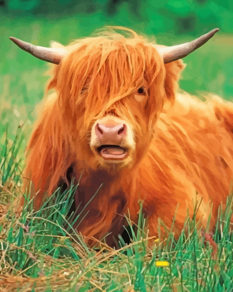 Highland Cow on Grass Paint by Numbers