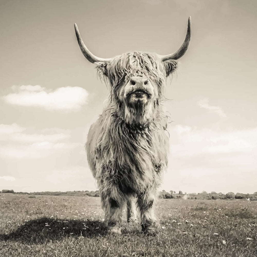 Highland Cow Paint by Numbers