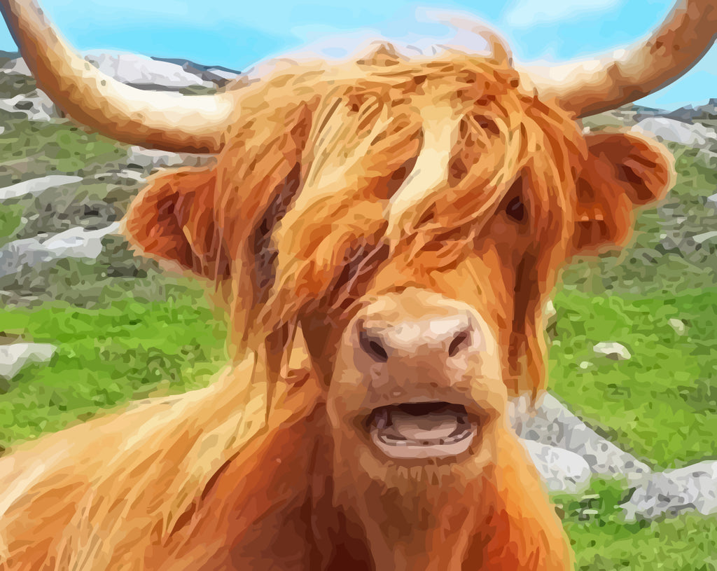 Highland Cow Paint by Numbers