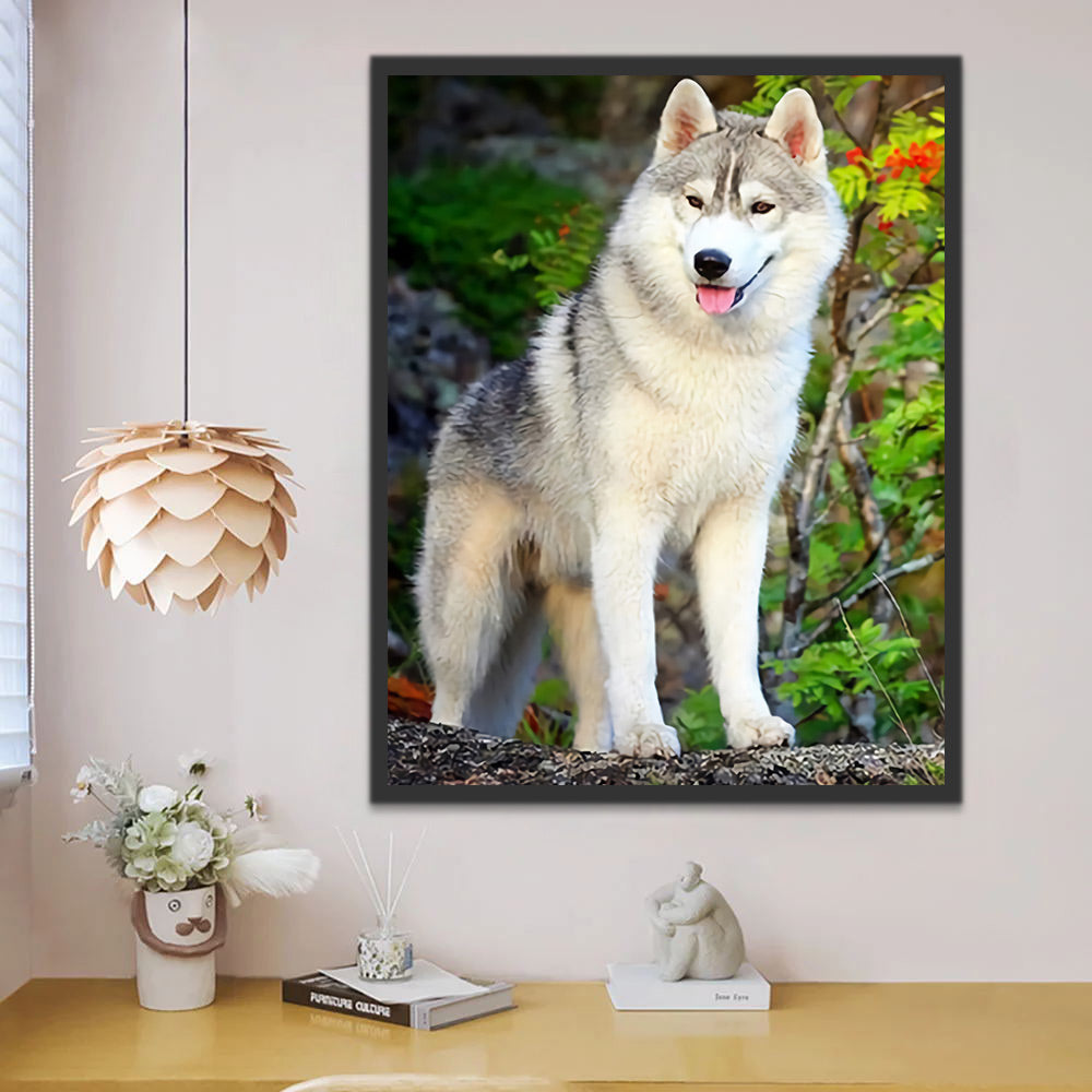 Husky Dog Paint by Numbers