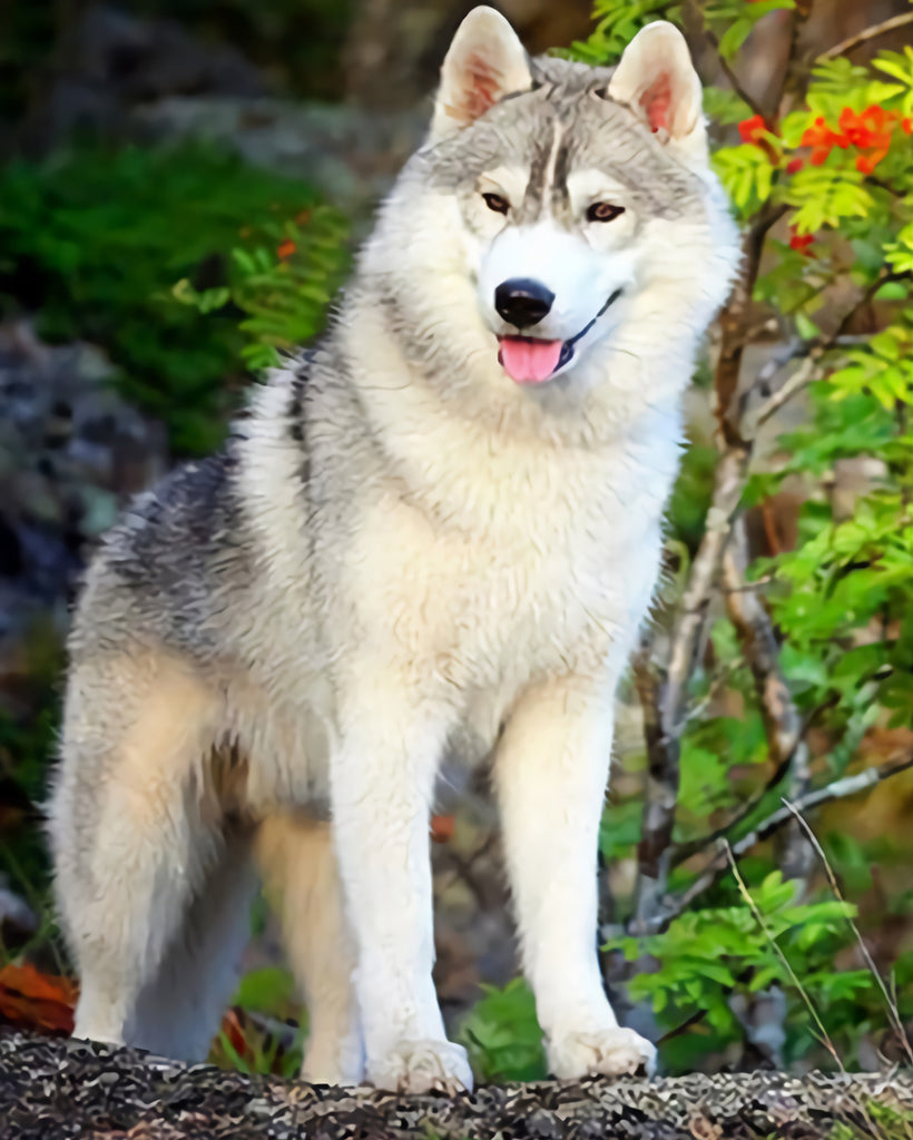 Husky Dog Paint by Numbers