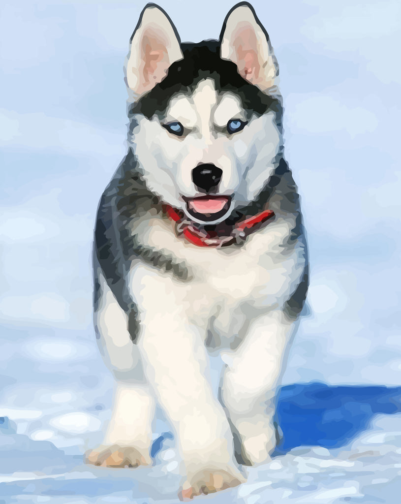 Husky in Snow Paint by Numbers