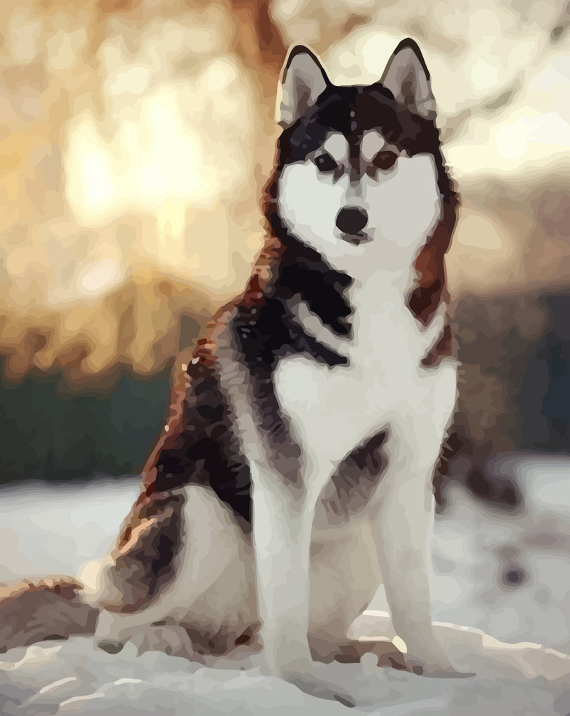 Husky in the Snow Paint by Numbers