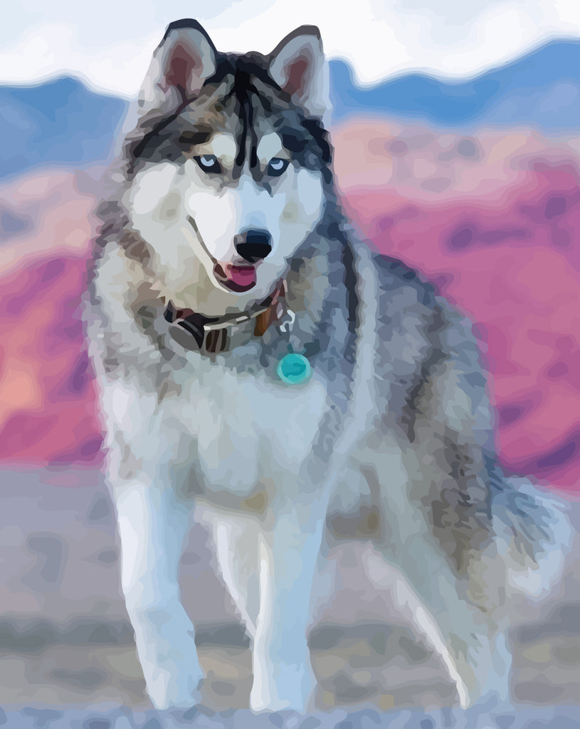 Husky with A Collar Paint by Numbers