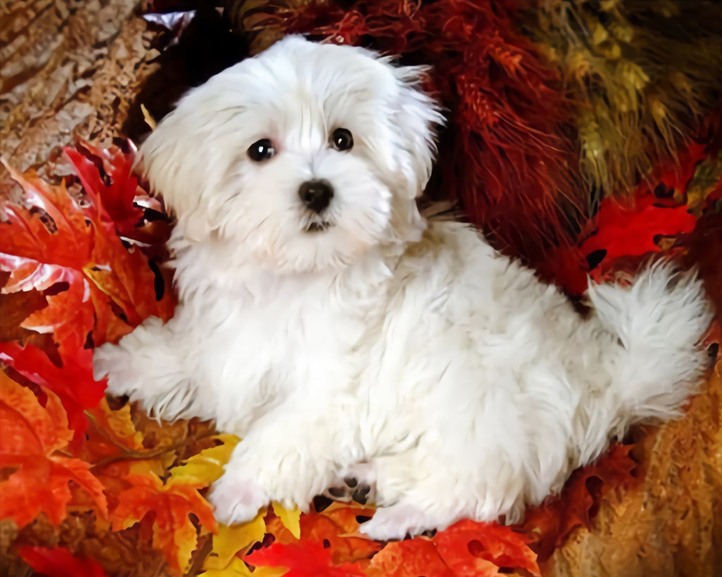 Maltese among Maple Leaves Paint by Numbers