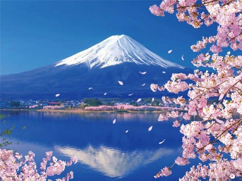 Mount Fuji and Sakura Paint by Numbers