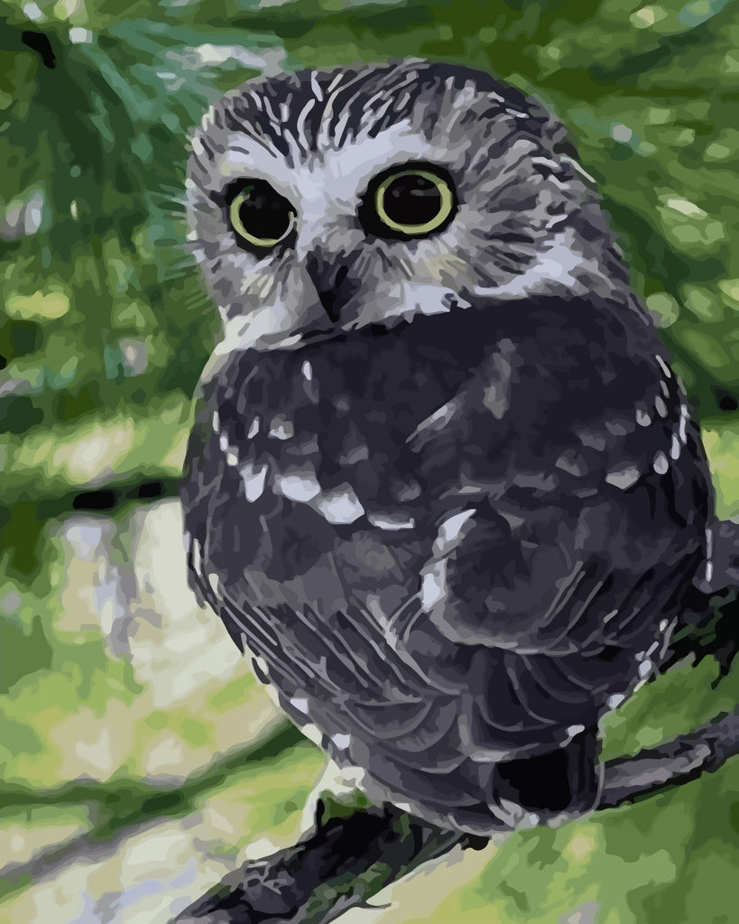 Owl Paint by Numbers