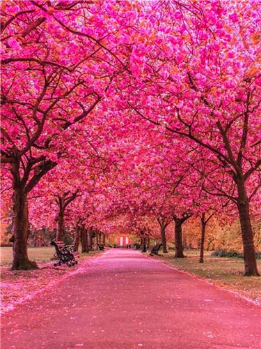 Pink Flowered Trees along the Road Paint by Numbers