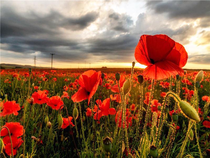 Poppies and Dark Clouds Paint by Numbers