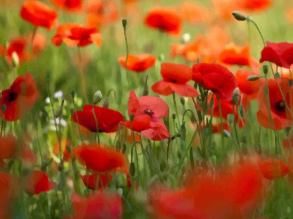 Poppies and Grass Paint by Numbers