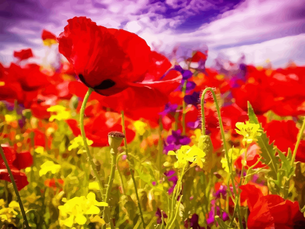 Poppies and Little Yellow Flowers Paint by Numbers