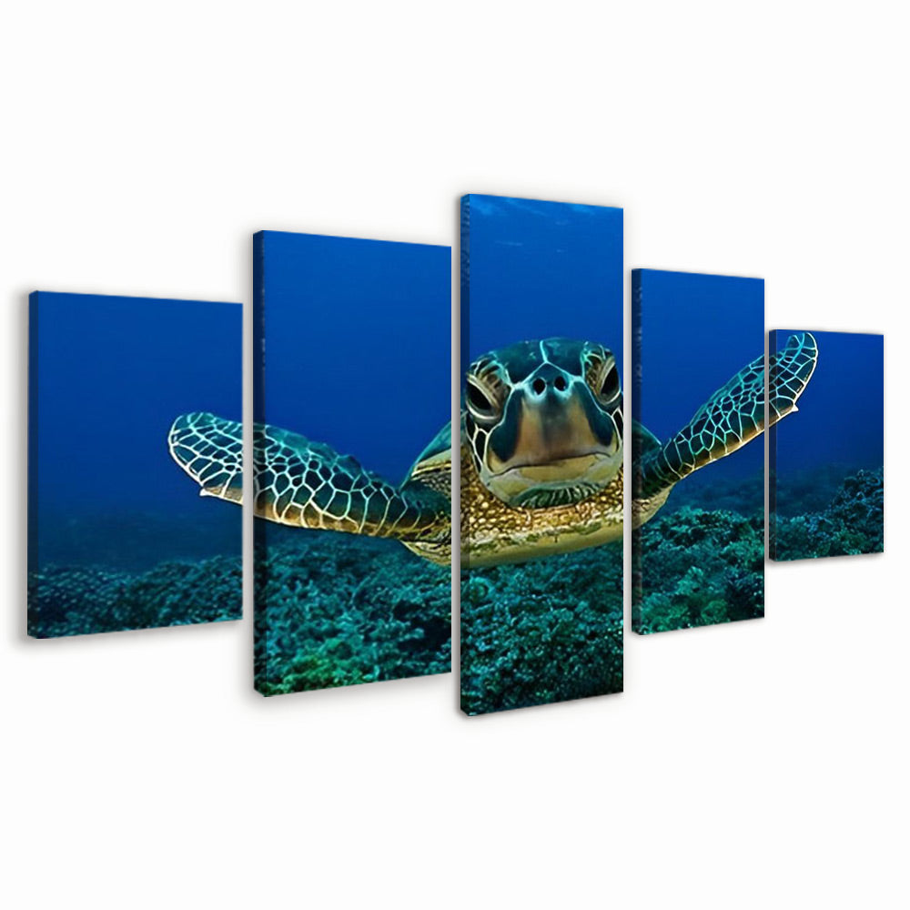 Sea Turtle 5 Pack Paint By Numbers