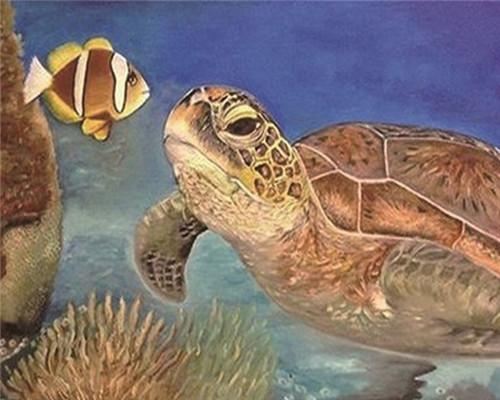 Sea Turtle and Fish Paint by Numbers