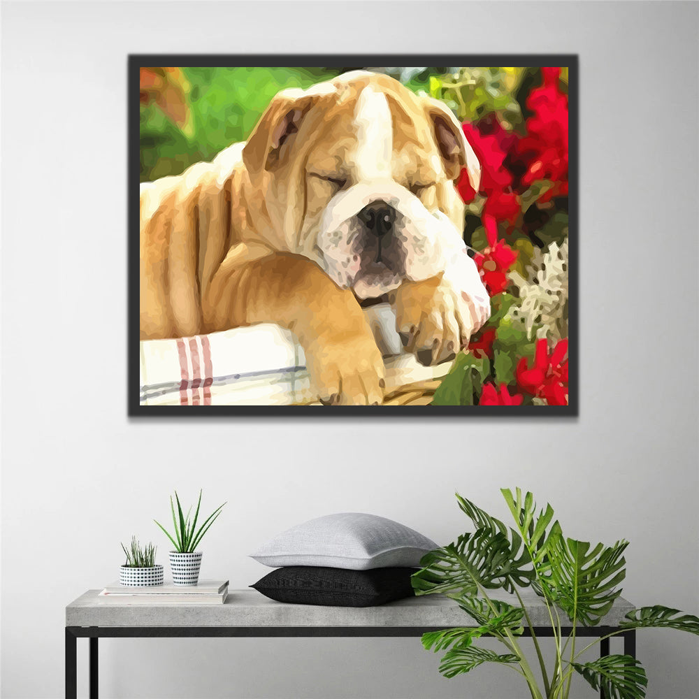 Sleeping Shar Pei Dog Paint by Numbers