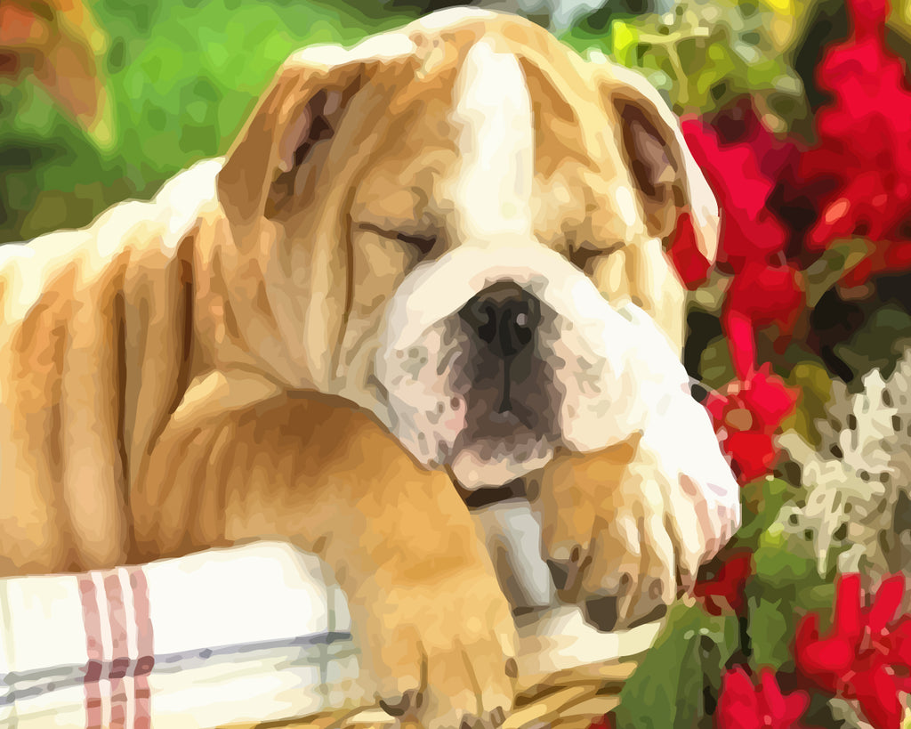 Sleeping Shar Pei Dog Paint by Numbers