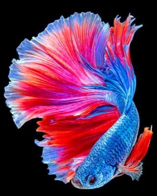 Tropical Betta Fish Paint by Numbers